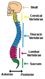 The Human Spinal Cord